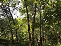 -大岭沟猕猴桃谷风景区