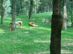 -北京野生动物园