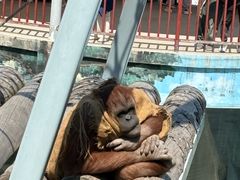 -西霞口神雕山野生动物世界