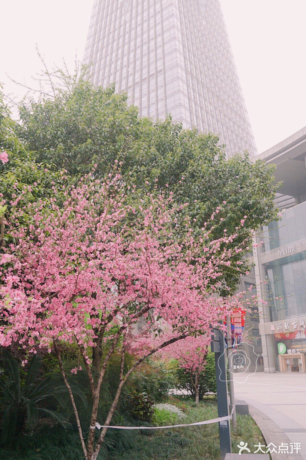 在西湖文化广场邂逅一抹粉红菊花桃，桃花依旧笑春风😄