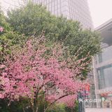 在西湖文化广场邂逅一抹粉红菊花桃，桃花依旧笑春风😄