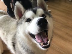 -Husky Go! 哈士奇体验馆·宠物咖啡厅狗咖