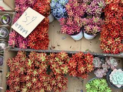 -龙大花卉苗木市场