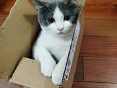 -lincat·猫舍(广州店)