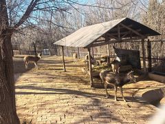 -青藏高原野生动物园