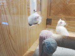 -屋虎猫馆(宝安大仟里店)