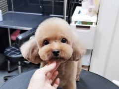 -小尾巴宠物店(万科·金域华庭店)