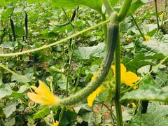 -万源龙顺度假庄园生态观光园