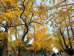 -八大关景区