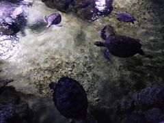 -临沂极地海洋王国