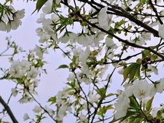 -径山花海