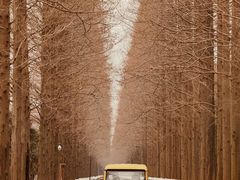 -黄海国家森林公园