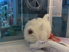 -翊宠yipet猫狗购宠庄园