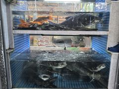 -全乐鱼馆·淳牌有机鱼直营店