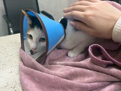 -动物缘宠物医院·骨科·猫科(西二环店)