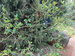 -昆明植物园