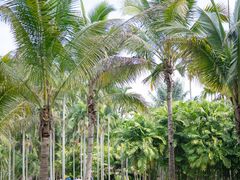 -中国科学院西双版纳热带植物园