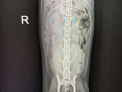 -泰洋动物医院·神经专科·磁共振·CT(天河公园总院)