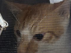-中农大我爱我爱24h动物医院·中医针灸·猫专科·骨科医疗中心(双井店)