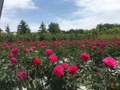 -扬州芍药园(仪征市)