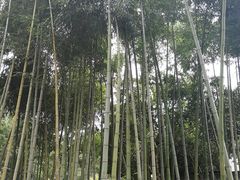 -镇江市南山风景名胜区竹林景区