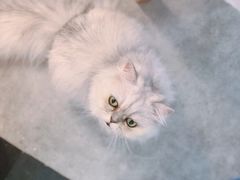 -团子家猫咪猫咖馆·柯基·柯尔鸭