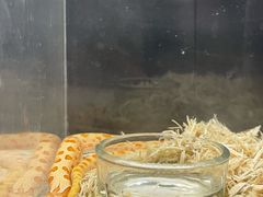 -酷以爬仙阁实体爬宠店·守宫·蜥蜴·专业繁育