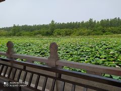 -泗洪洪泽湖湿地景区