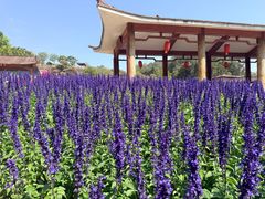 -广州莲花山旅游区