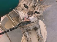 -飞行喵MR PILOT|猫舍·猫咖(静安大融城店)