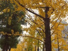 -高庙村(地铁站)