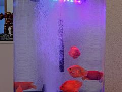 -中环花鸟鱼虫市场