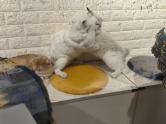 -平行世界·猫咖(首经贸店)