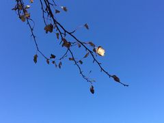 -乌兰布统草原