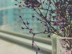 -双季花艺园艺市场(浦东店)