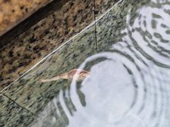 -咸宁万豪温泉谷度假区