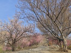 -北京西山国家森林公园