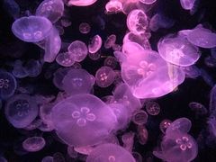 -悉尼海洋生物水族馆