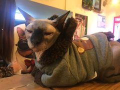 -李小姐の猫咖啡馆(五角场店)