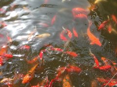 -金孔雀温泉旅游度假村