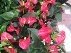 -秦美花卉(天朗·莱茵小城2期店)