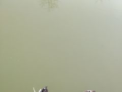 -王借岗森林公园