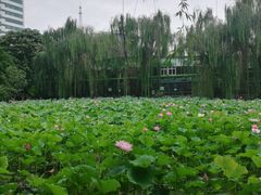 -莲湖公园