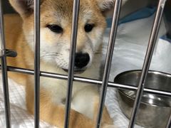 -爱侣宠医·鹦鹉专科·小型哺乳类·异宠专科(灵石路店)