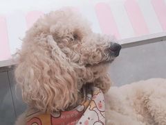 -汪说·狗咖·拼豆·宠物周边DIY(旺城大厦店)