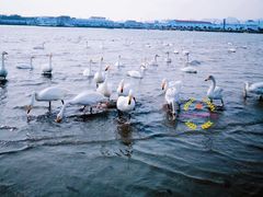 -烟墩角天鹅湖