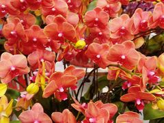 -双季花艺园艺市场(浦东店)