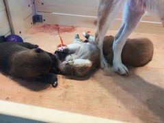 -柴源莊·柴小宠柴犬咖啡