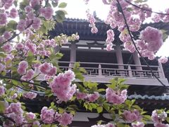 -西安青龙寺遗址景区