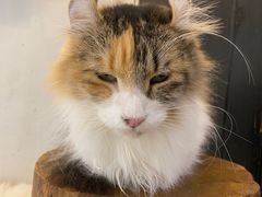 -more than meow吴止猫主题餐厅(承德 中船汇店)